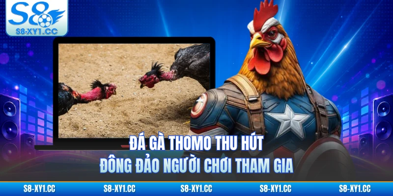 Đá gà Thomo thu hút đông đảo người chơi tham gia
